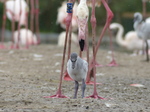 FZ029865 Adult Greater flamingo and chick (Phoenicopterus roseus).jpg